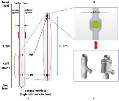 Possible Assessment of Calf Venous Pump Efficiency by Computational Fluid Dynamics Approach